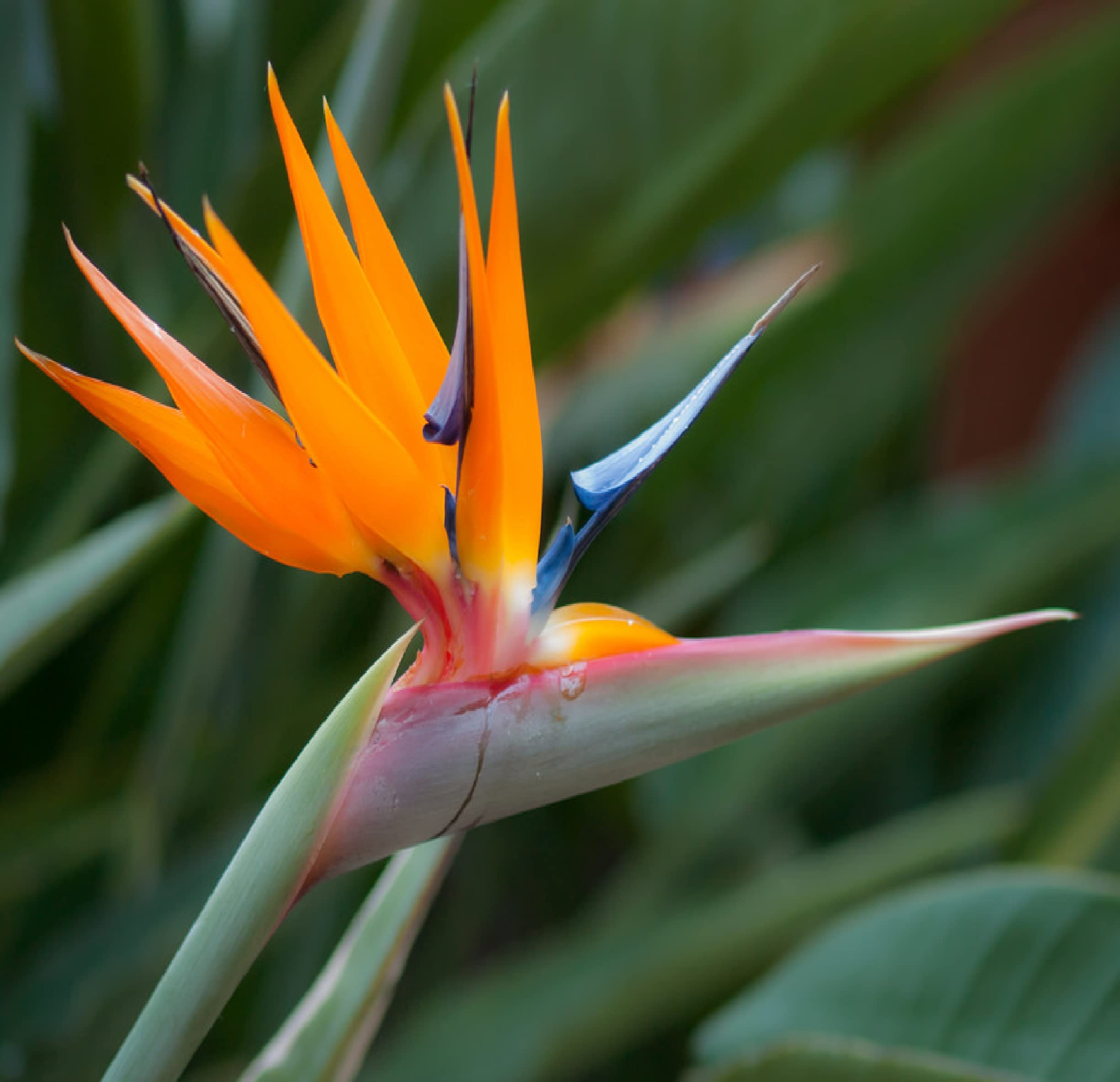 【新品】Aloha Blossom Birds Of Paradise 42 Amazon.com : Bird of Paradise Starter Plants Hawaiian 4 Pack E4